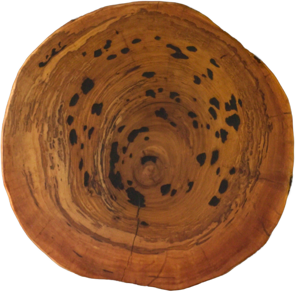 屋久杉（ヤクスギ）一枚板天板／870mm 【A8718】 | 【近藤工芸】