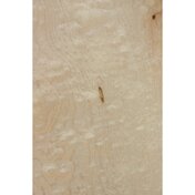 785687d5-d859-4929-ac2a-40d03374f62c.JPG_thumbnail